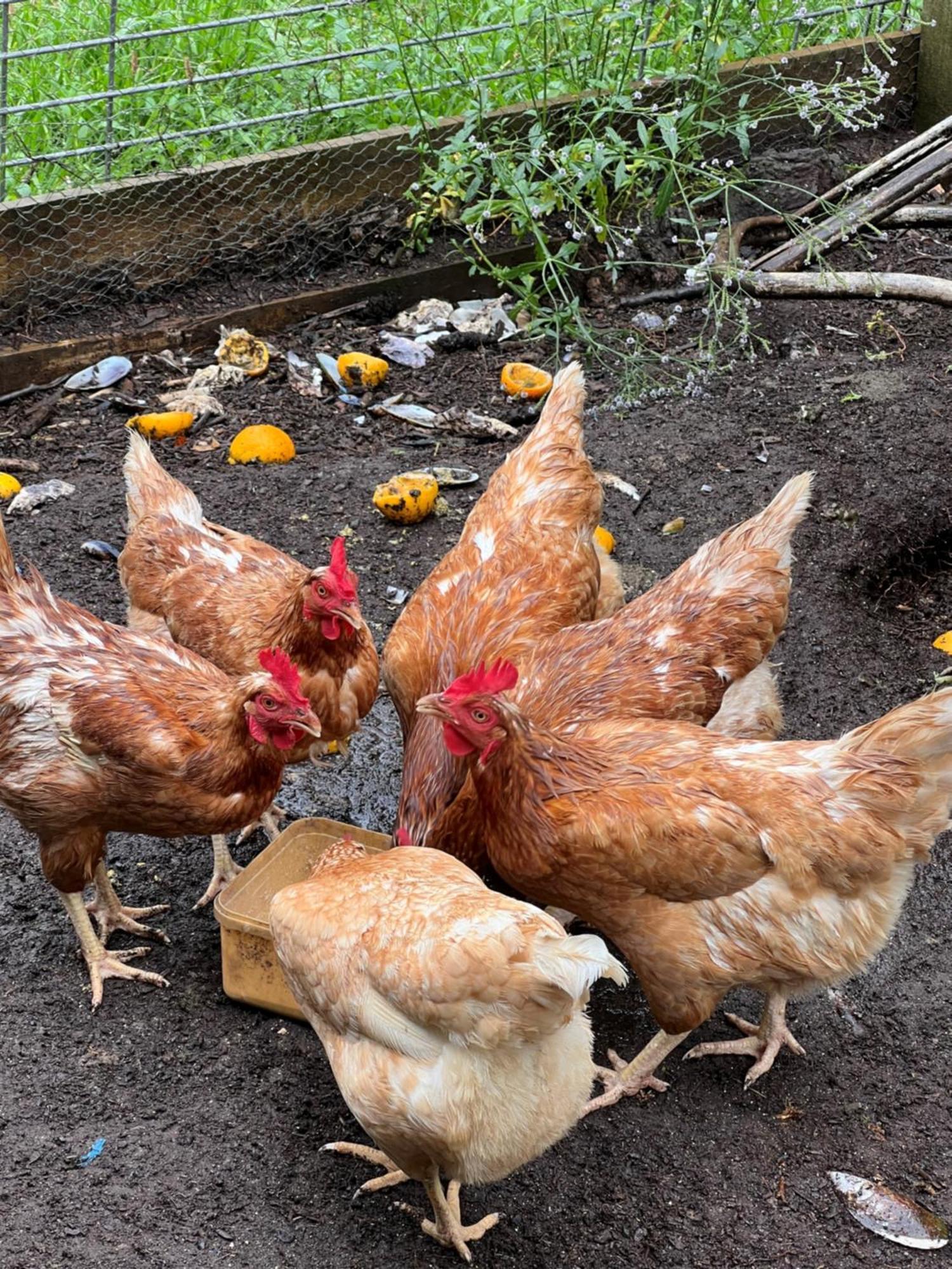Riverside Homestead 파이히아 외부 사진